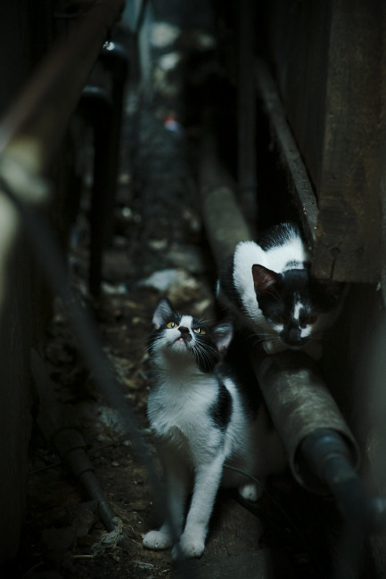 数字科技推动中国篮球“智慧场馆”全面普及，智能化篮球场